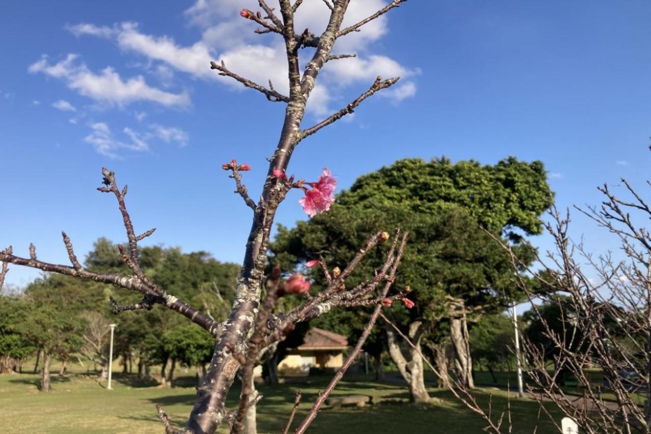 八重島公園_沖縄市