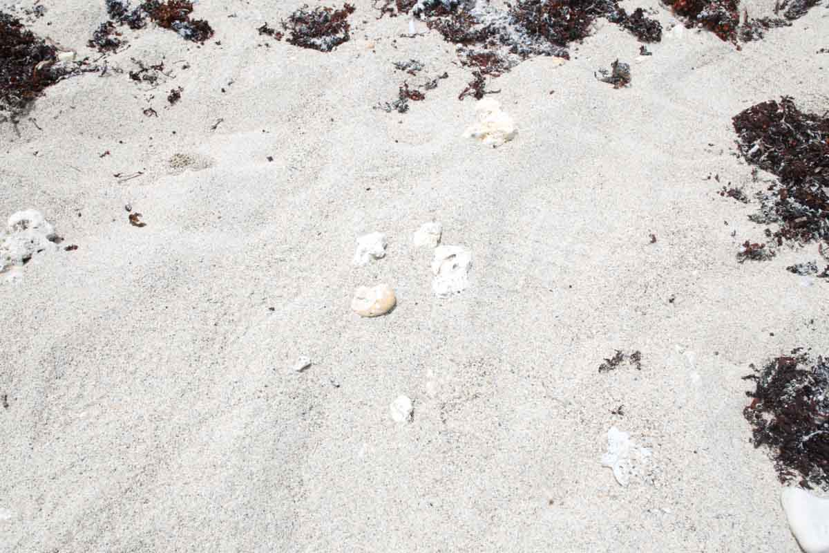 浜比嘉島にある穴場！沖縄の自然が残る「ムルク浜ビーチ」を徹底解説（うるま市）