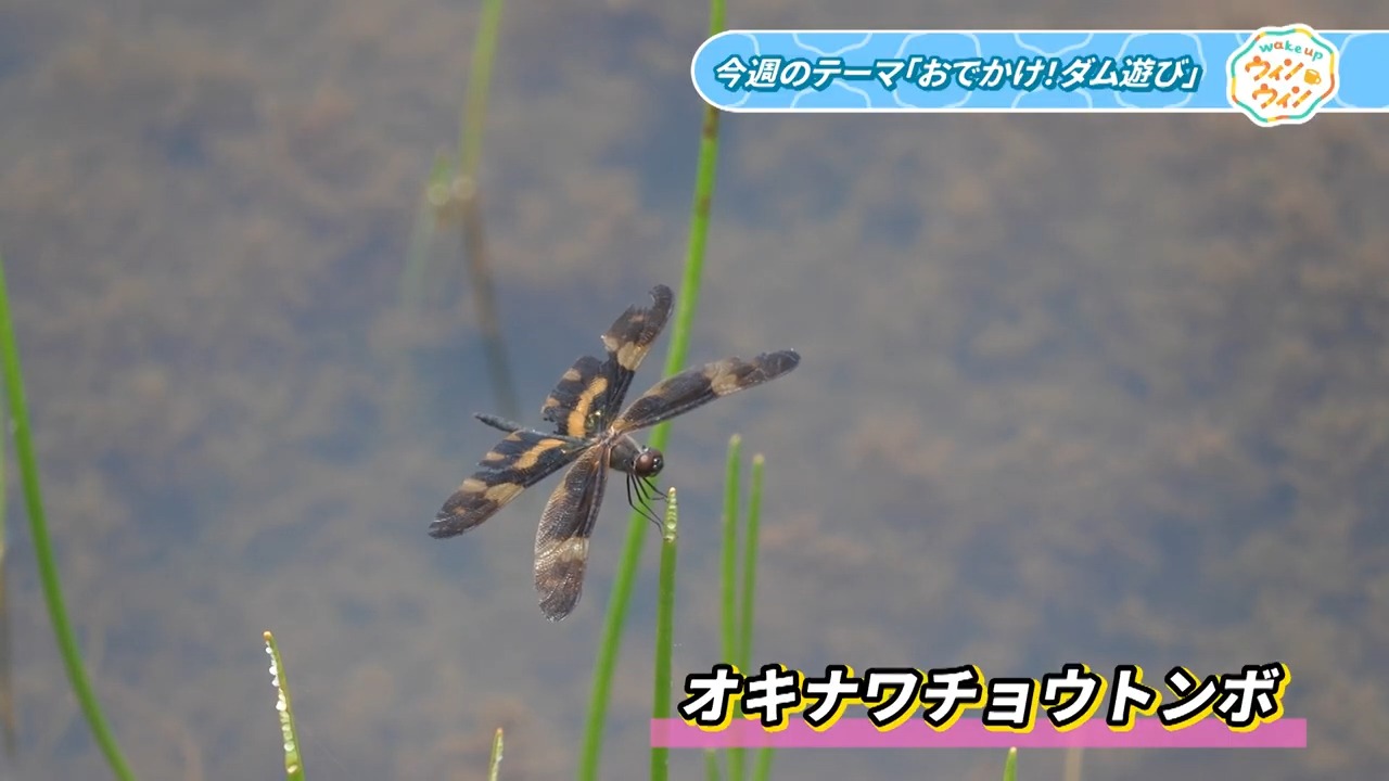 ウィンウィン　2025年8月17日放送