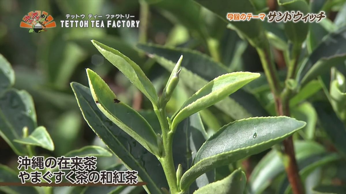 TETTOH TEA FACTORY （うるま市石川山城）｜OTV アゲアゲめし 2025年9月26日放送
