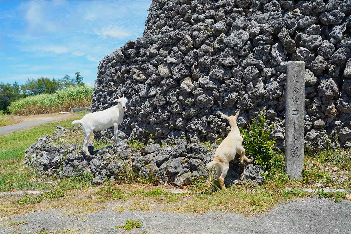 福島から波照間島へ移住して20年目。自分らしくのびのび暮らす『教えて島暮らし　〜沖縄移住者の声〜』