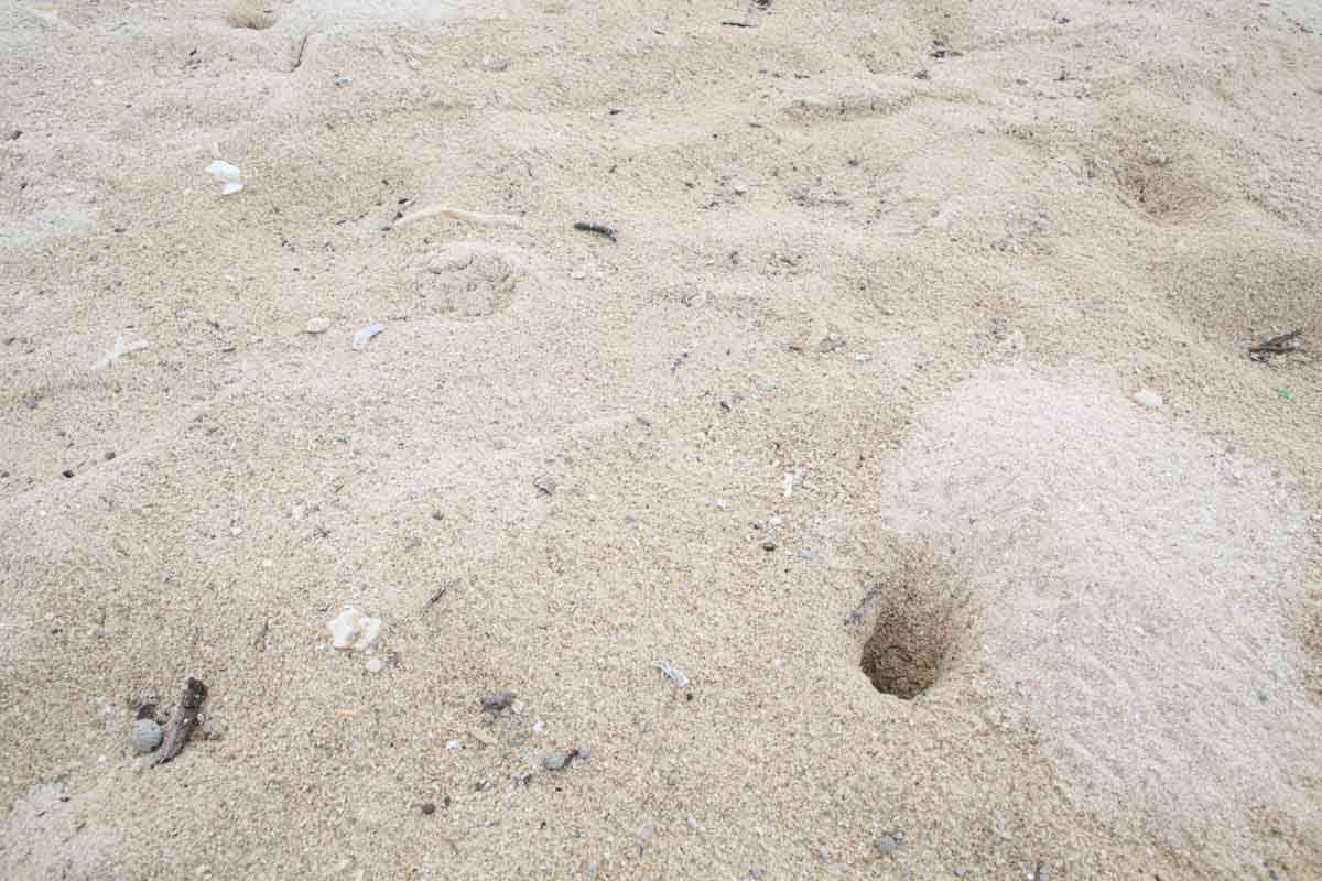 地元民の憩いの場！「21世紀の森ビーチ」の基本情報と施設情報を徹底解説（名護市）