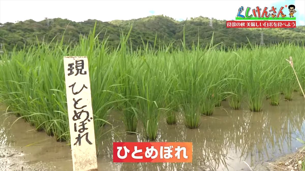 具志堅用高が「ウマいっ！おいしいねぇ～」と大興奮！沖縄のお米を炊き立てでいただく！【ぐしけんさん】