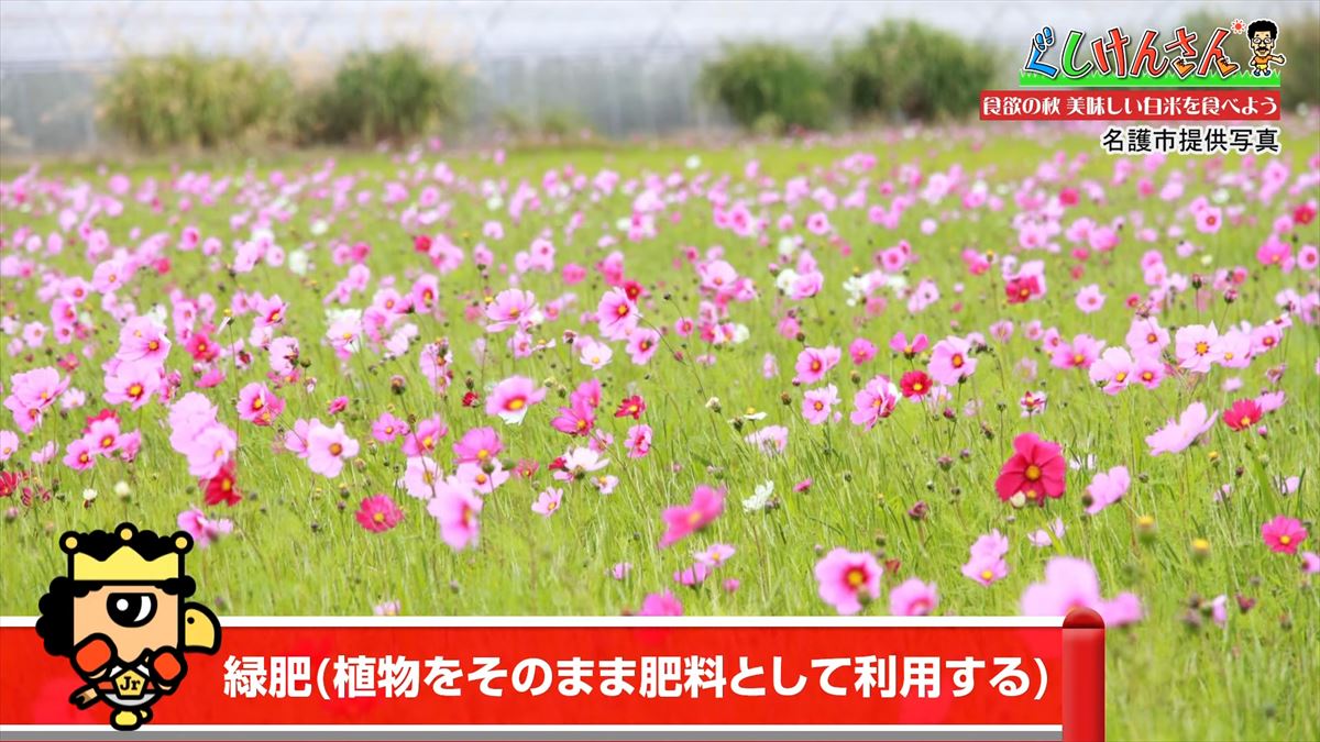 具志堅用高が「ウマいっ！おいしいねぇ～」と大興奮！沖縄のお米を炊き立てでいただく！【ぐしけんさん】