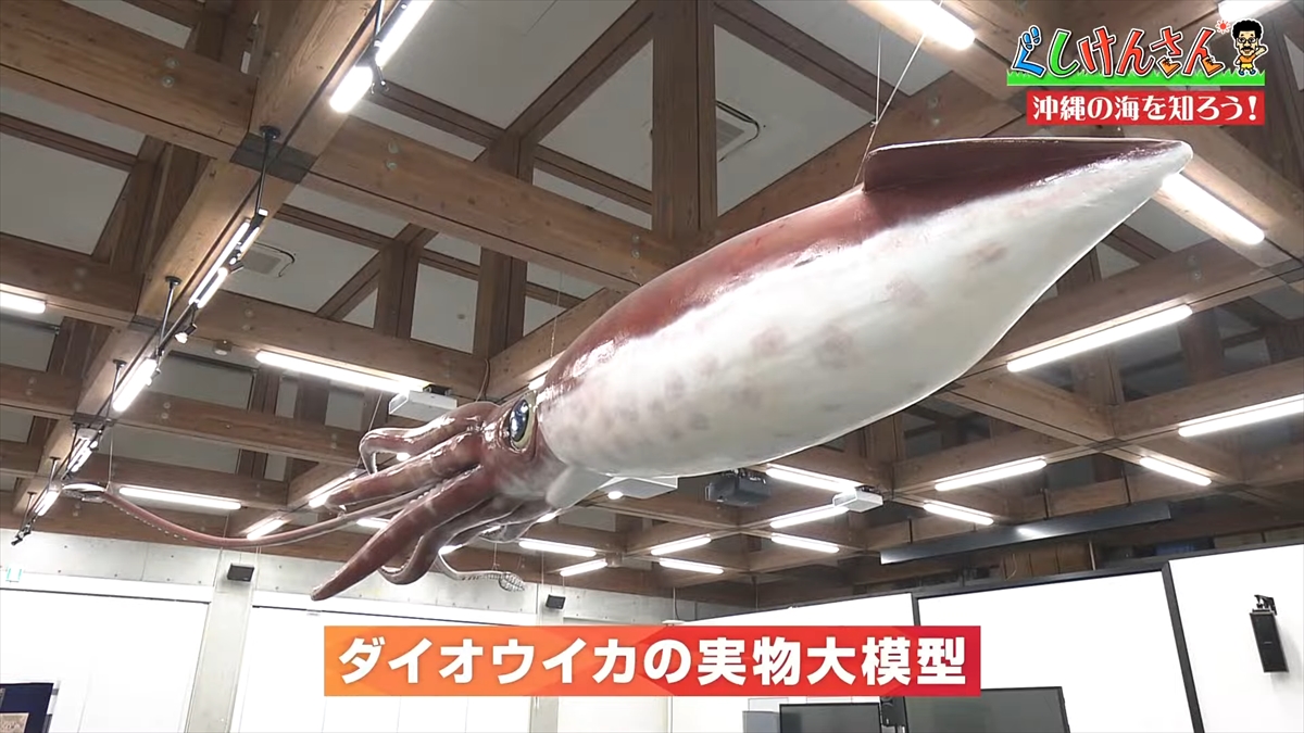 「おいしそうだねー」具志堅用高が巨大イカをみて衝撃の一言!沖縄の海のナゾに挑む!【ぐしけんさん】