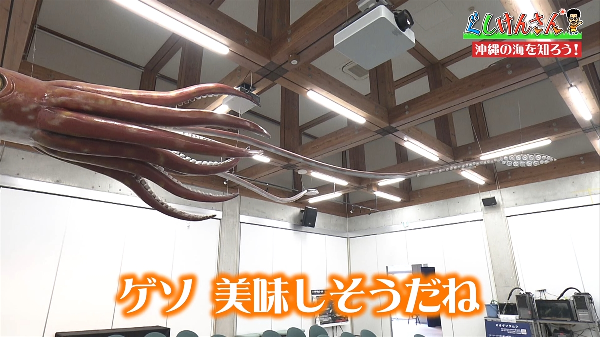 「おいしそうだねー」具志堅用高が巨大イカをみて衝撃の一言!沖縄の海のナゾに挑む!【ぐしけんさん】