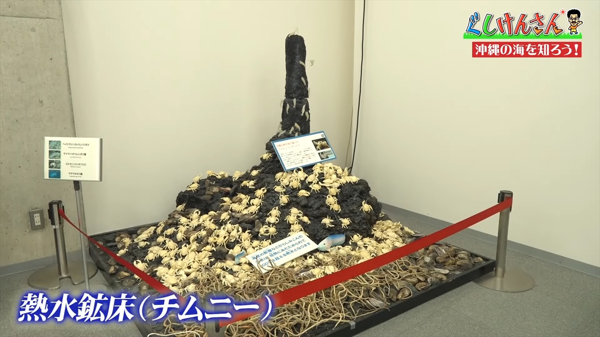 「おいしそうだねー」具志堅用高が巨大イカをみて衝撃の一言!沖縄の海のナゾに挑む!【ぐしけんさん】