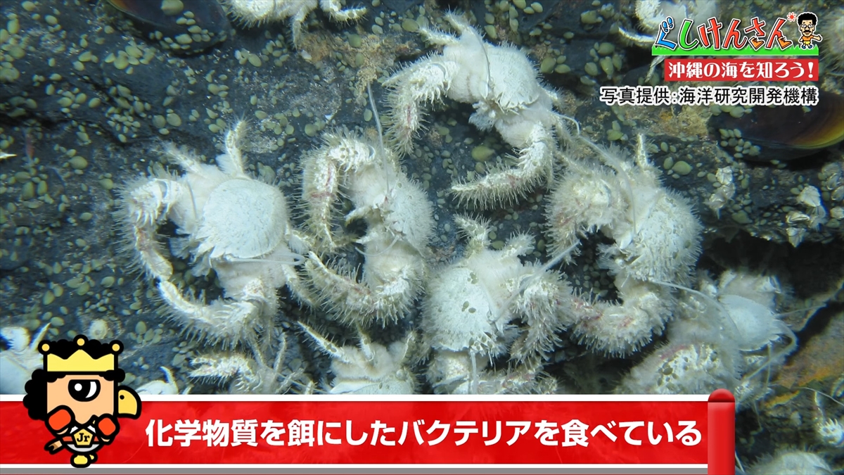 「おいしそうだねー」具志堅用高が巨大イカをみて衝撃の一言!沖縄の海のナゾに挑む!【ぐしけんさん】