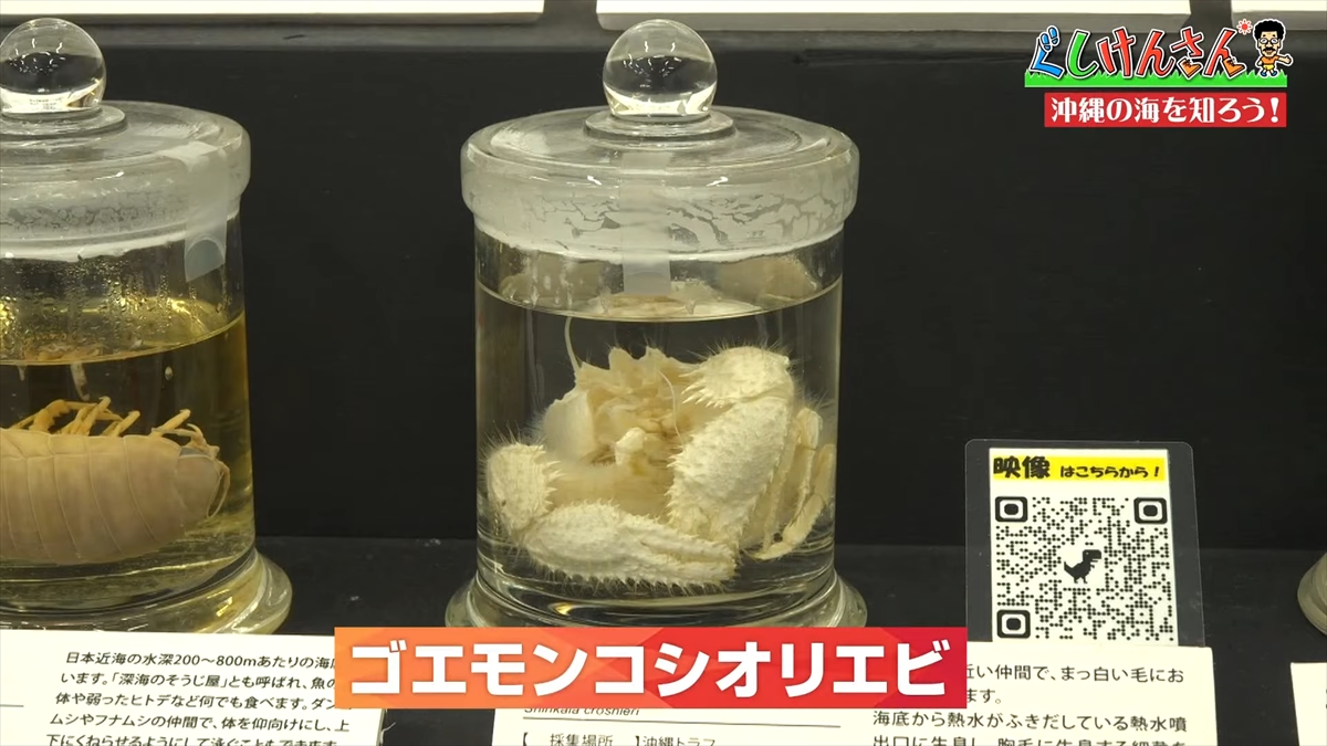 「おいしそうだねー」具志堅用高が巨大イカをみて衝撃の一言!沖縄の海のナゾに挑む!【ぐしけんさん】
