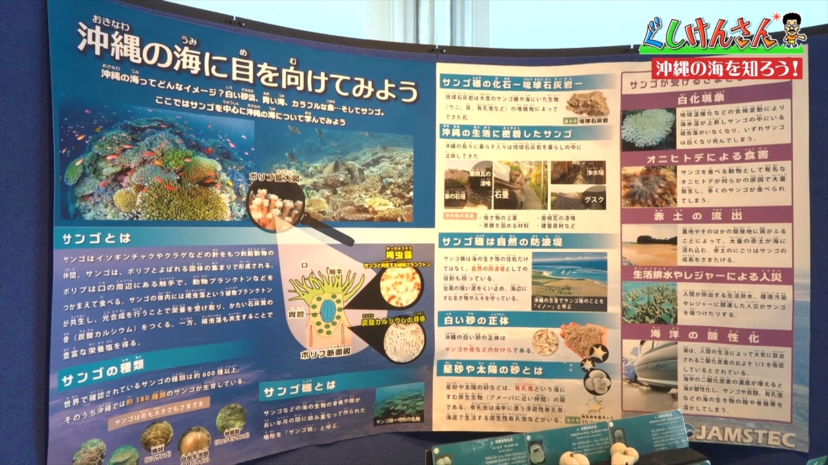 「おいしそうだねー」具志堅用高が巨大イカをみて衝撃の一言!沖縄の海のナゾに挑む!【ぐしけんさん】