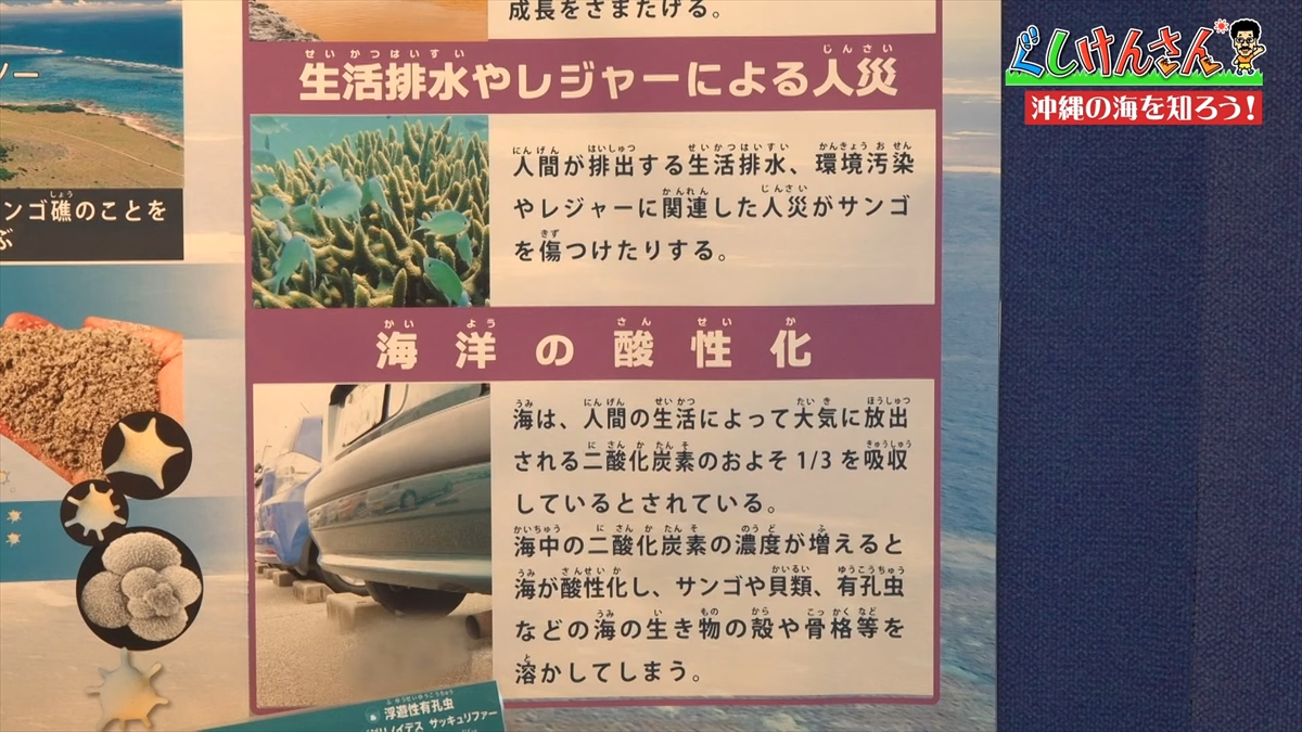 「おいしそうだねー」具志堅用高が巨大イカをみて衝撃の一言!沖縄の海のナゾに挑む!【ぐしけんさん】