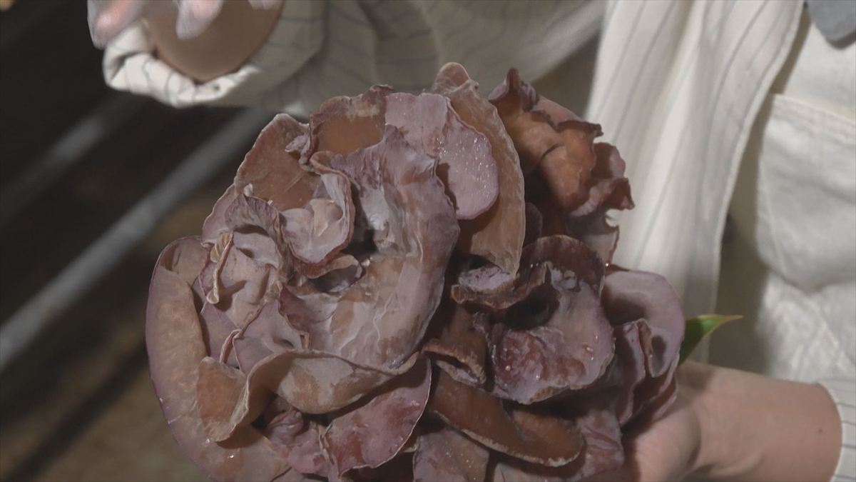 ウィンウィン　2025年10月19日放送　