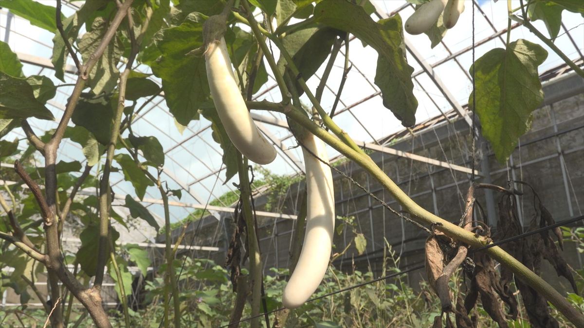 ウィンウィン 2025年10月26日放送