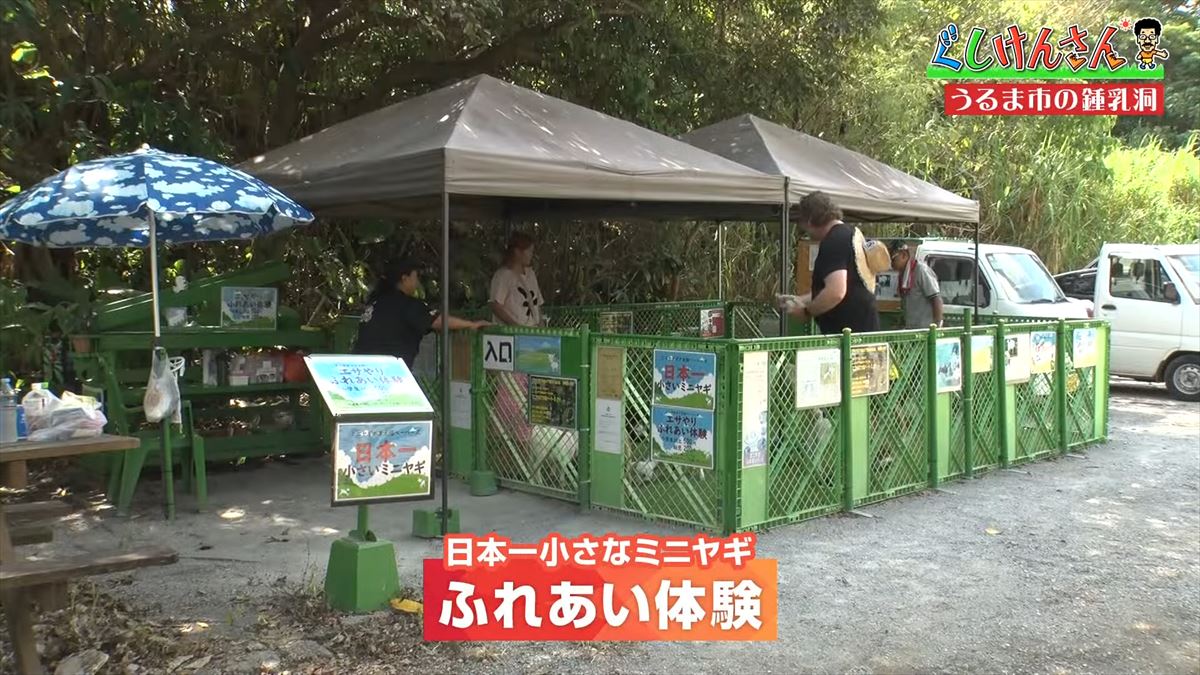 具志堅用高がヤギを飼う!?鍾乳洞にカフェ動物と触れ合える施設で大はしゃぎ！【ぐしけんさん】
