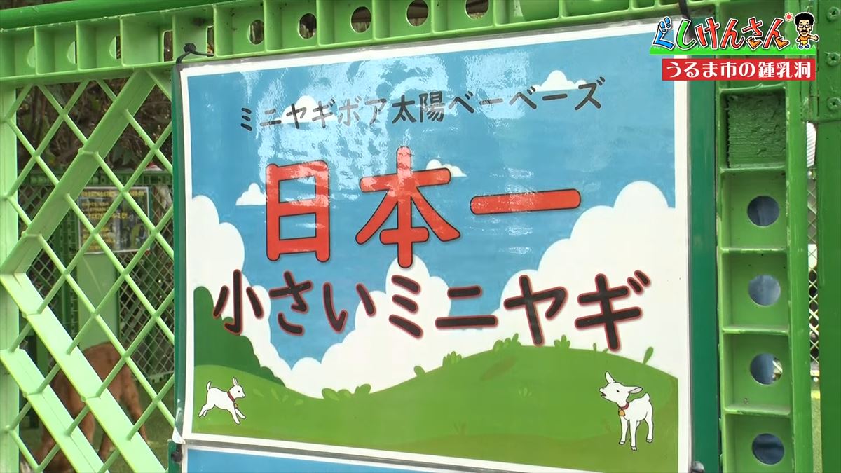 具志堅用高がヤギを飼う!?鍾乳洞にカフェ動物と触れ合える施設で大はしゃぎ！【ぐしけんさん】