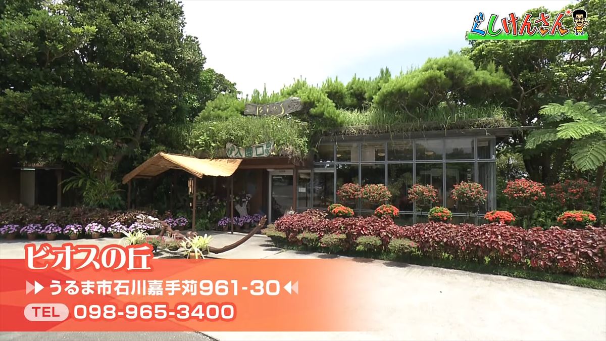 具志堅用高が悶絶！「あぁ！来たよなに！？」ドクターフィッシュ体験に湖水鑑賞、水牛車…大自然を満喫！