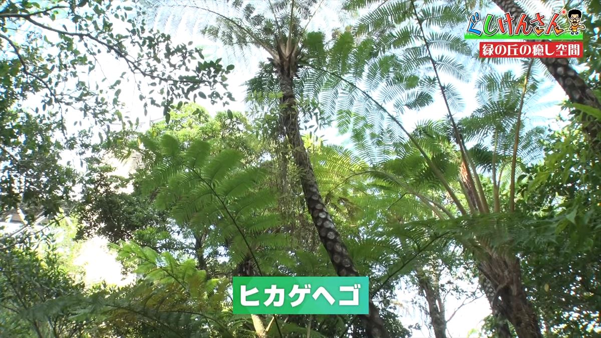 具志堅用高が悶絶！「あぁ！来たよなに！？」ドクターフィッシュ体験に湖水鑑賞、水牛車…大自然を満喫！