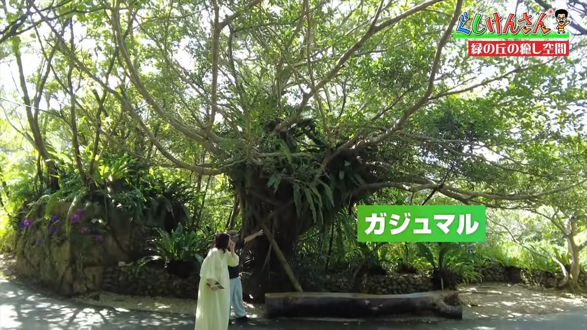 具志堅用高が悶絶！「あぁ！来たよなに！？」ドクターフィッシュ体験に湖水鑑賞、水牛車…大自然を満喫！