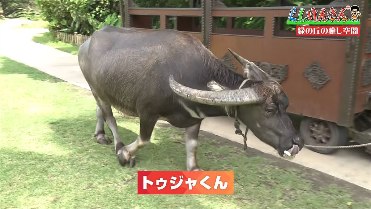 具志堅用高が悶絶！「あぁ！来たよなに！？」ドクターフィッシュ体験に湖水鑑賞、水牛車…大自然を満喫！