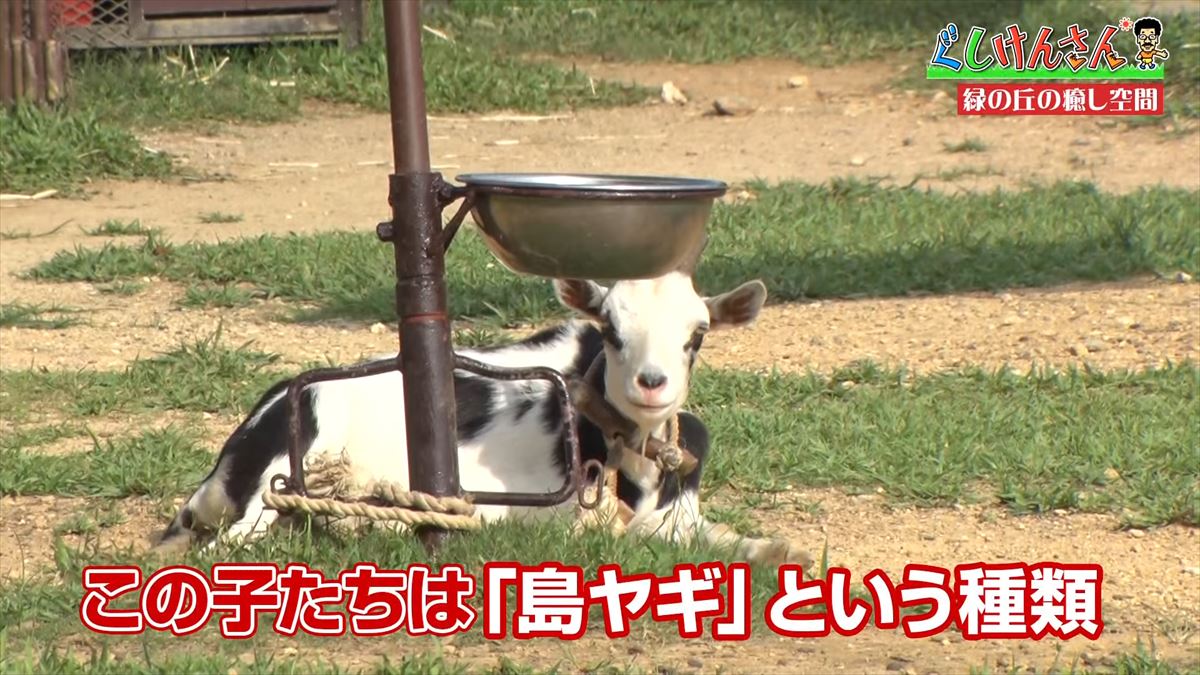 具志堅用高が悶絶！「あぁ！来たよなに！？」ドクターフィッシュ体験に湖水鑑賞、水牛車…大自然を満喫！