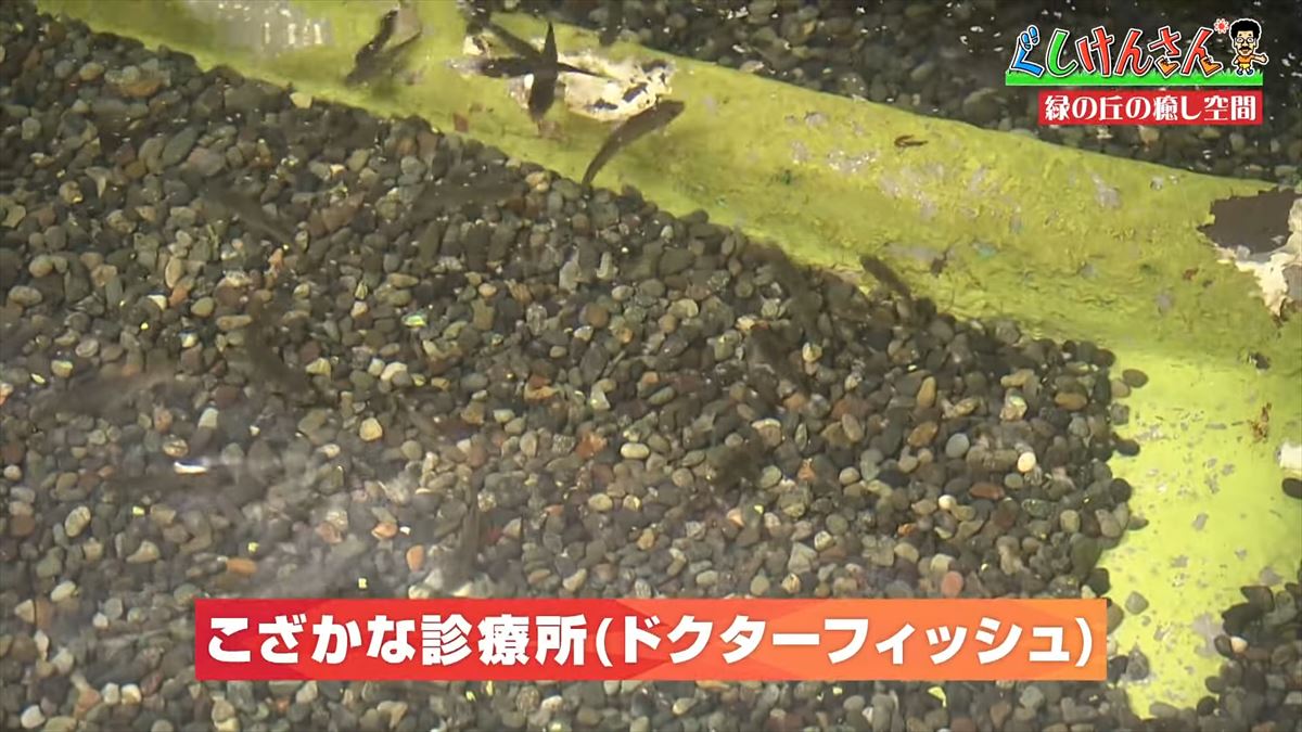 具志堅用高が悶絶！「あぁ！来たよなに！？」ドクターフィッシュ体験に湖水鑑賞、水牛車…大自然を満喫！