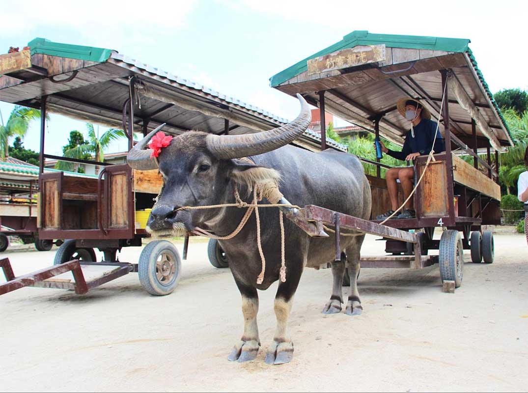 新しい人生は沖縄から。シングルマザーの私が沖縄移住で見つけた“よんなーな暮らし”