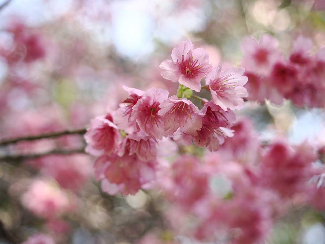 新しい人生は沖縄から。シングルマザーの私が沖縄移住で見つけた“よんなーな暮らし”