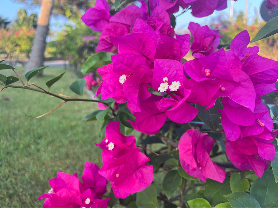 やんばるの自然に癒される。何度でも訪れたくなる「オクマ プライベートビーチ＆リゾート」