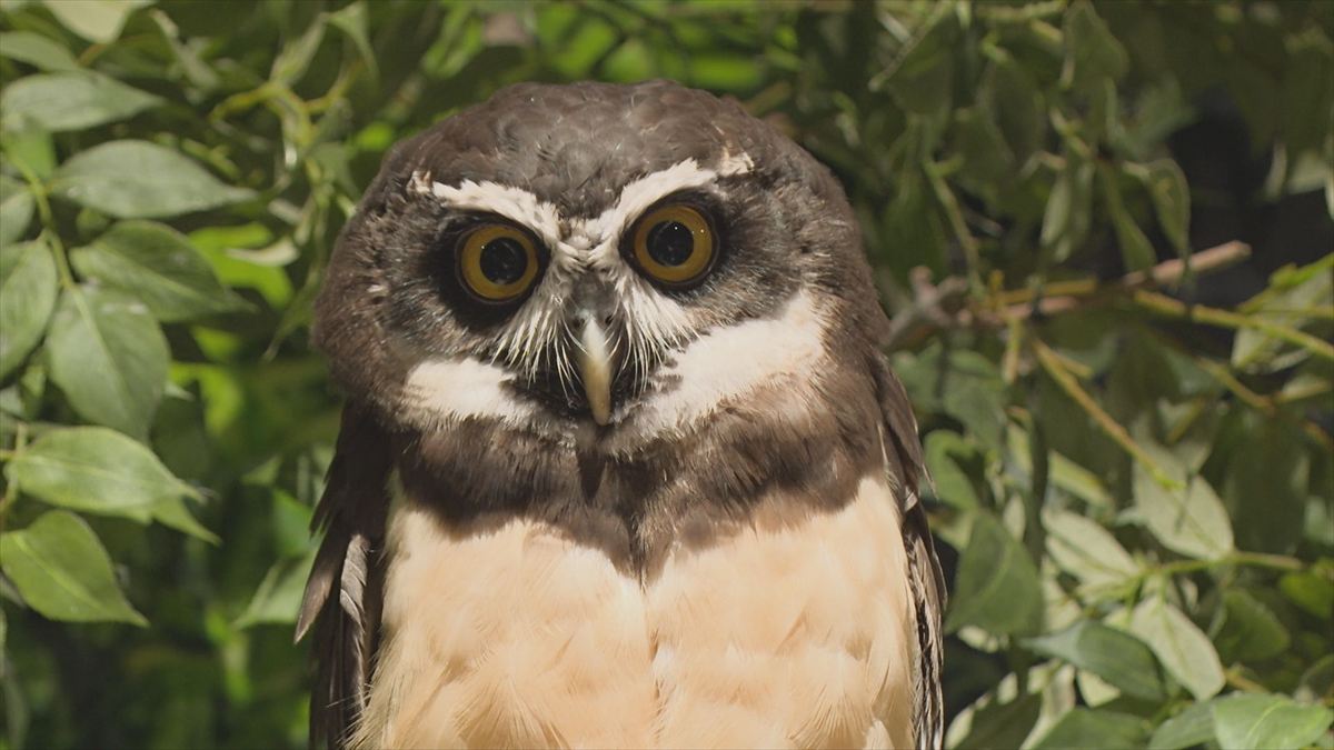 ウィンウィン　2025年11月9日放送