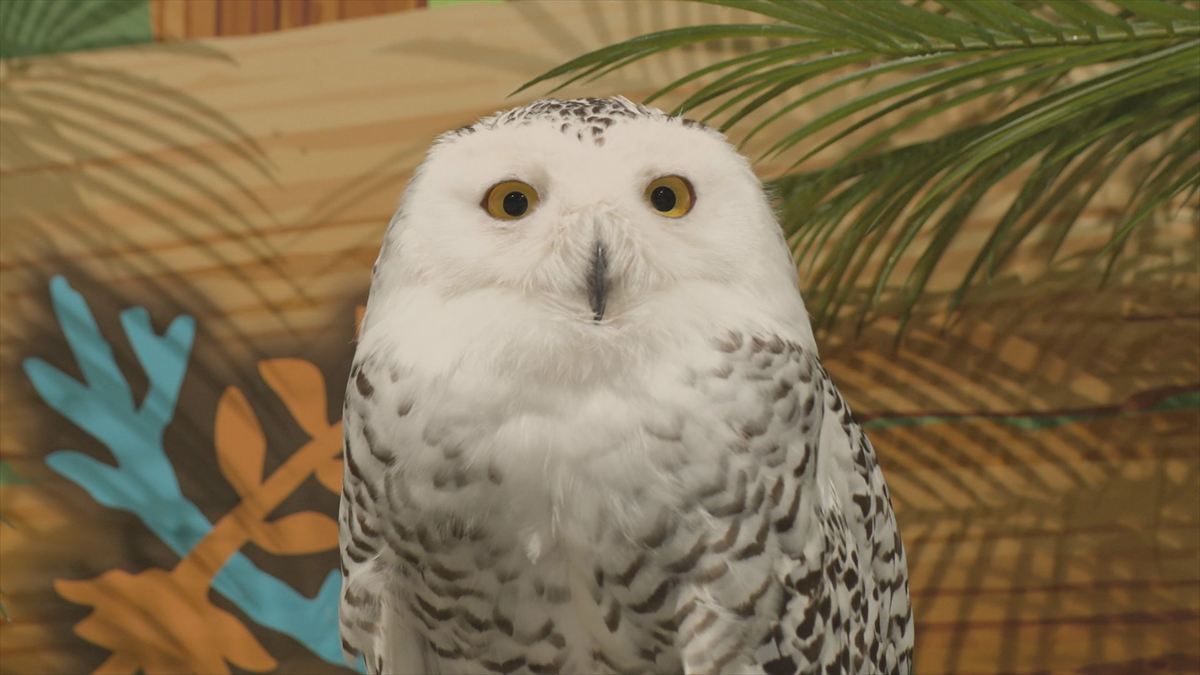 ウィンウィン　2025年11月9日放送