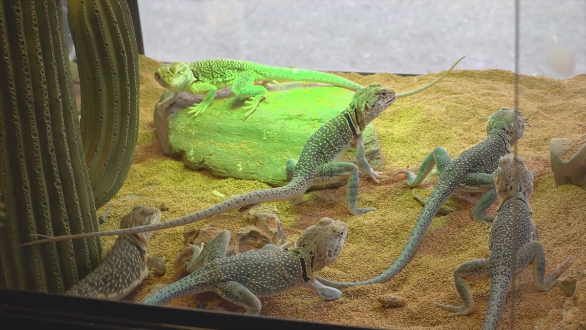 ウィンウィン　2025年11月9日放送