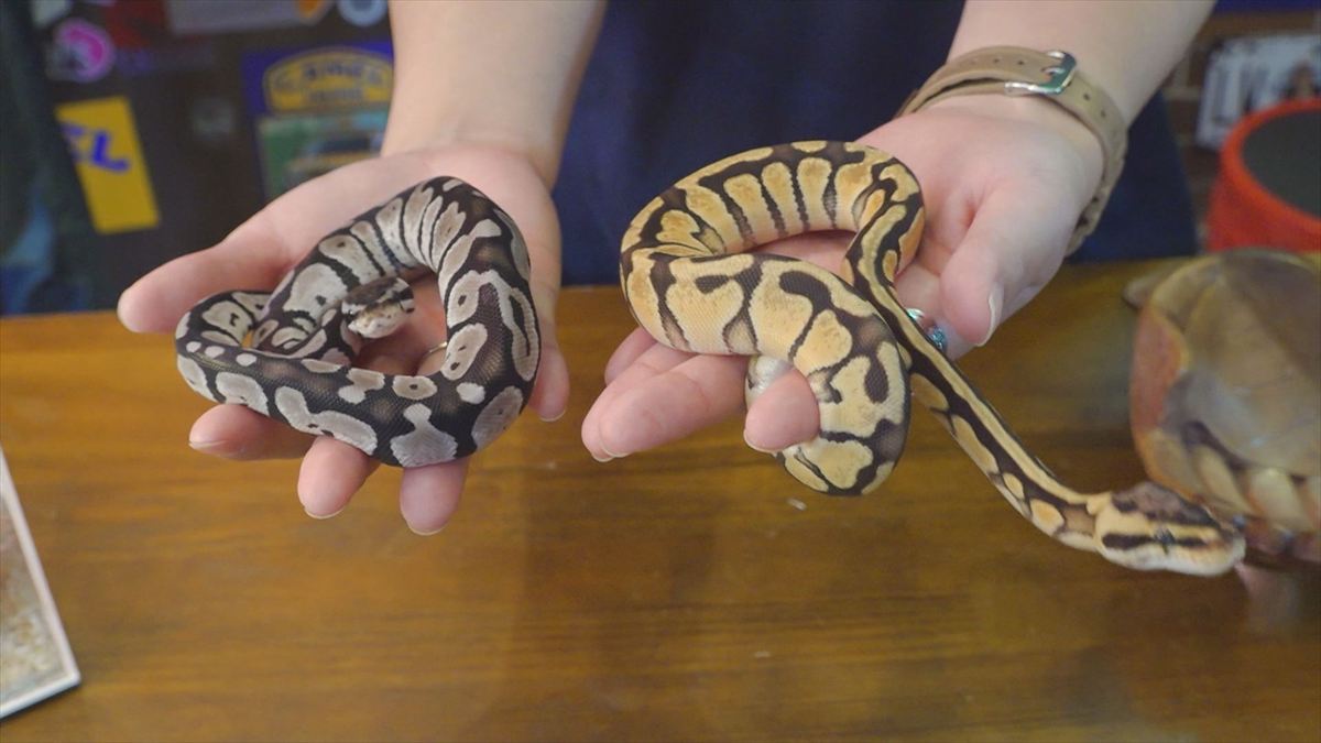 ウィンウィン　2025年11月9日放送