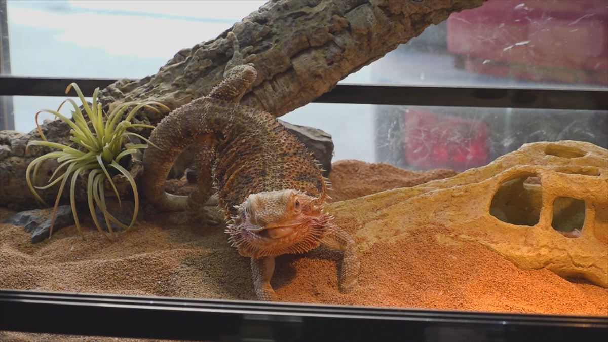 ウィンウィン　2025年11月9日放送