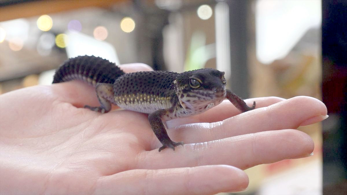 ウィンウィン　2025年11月9日放送