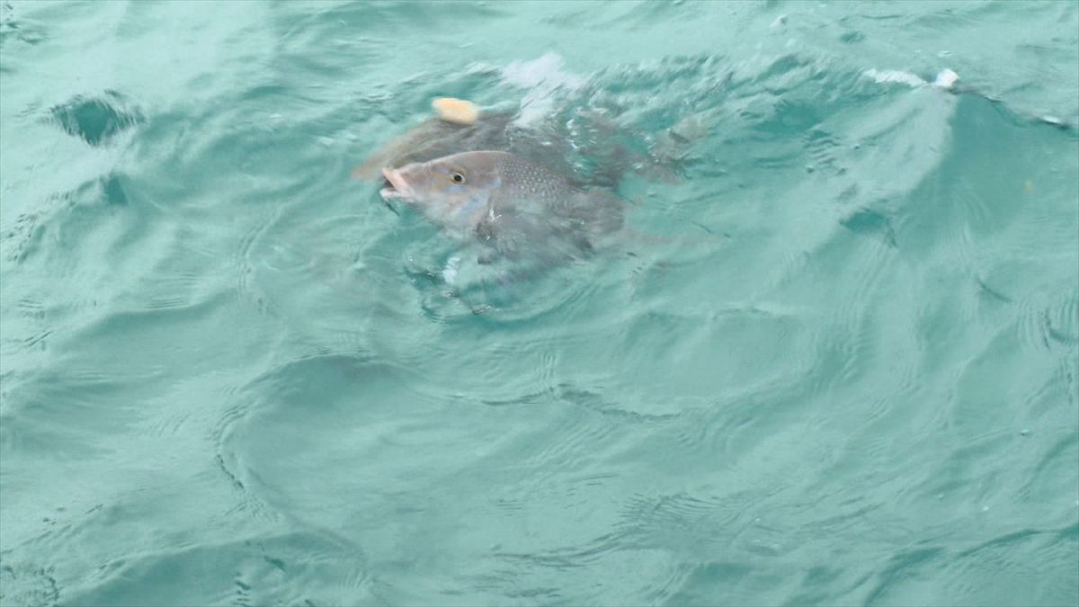 ウィンウィン　2025年11月23日放送