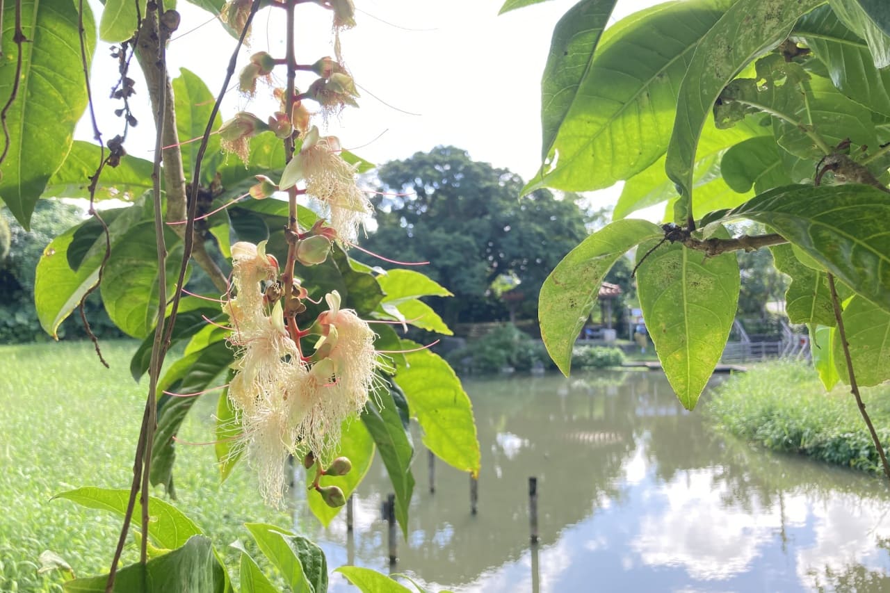 白川公園_沖縄市