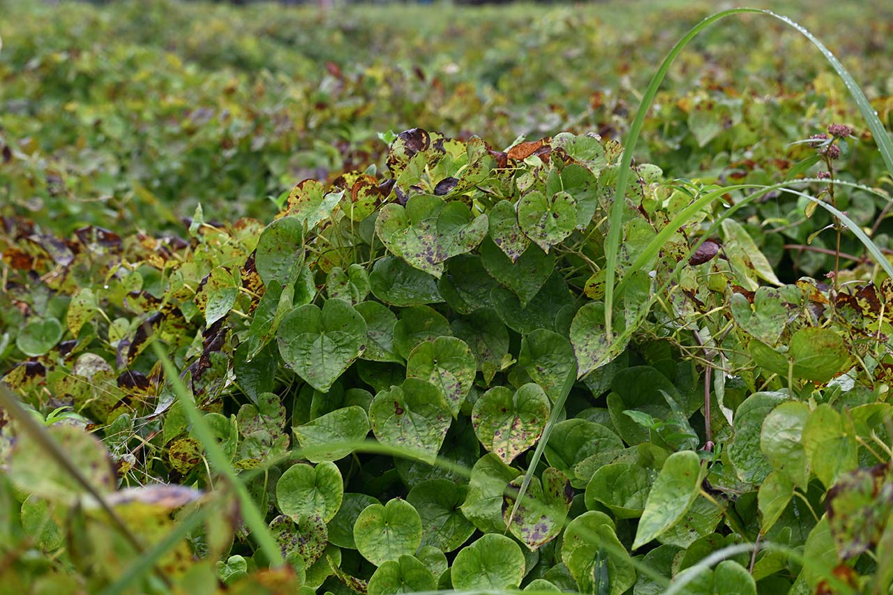 ドルーリー朱瑛里「沖縄のトレーニング環境はすごい」陸上女子中長距離界の新星が“合宿のメッカ”読谷村を訪れた理由