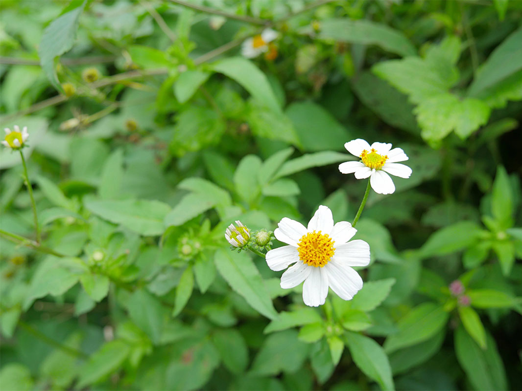 南城市で見つけた、体が喜ぶごはん。沖縄の野草「さし草」を味わう「さし草joy工房&茶屋」（南城市）