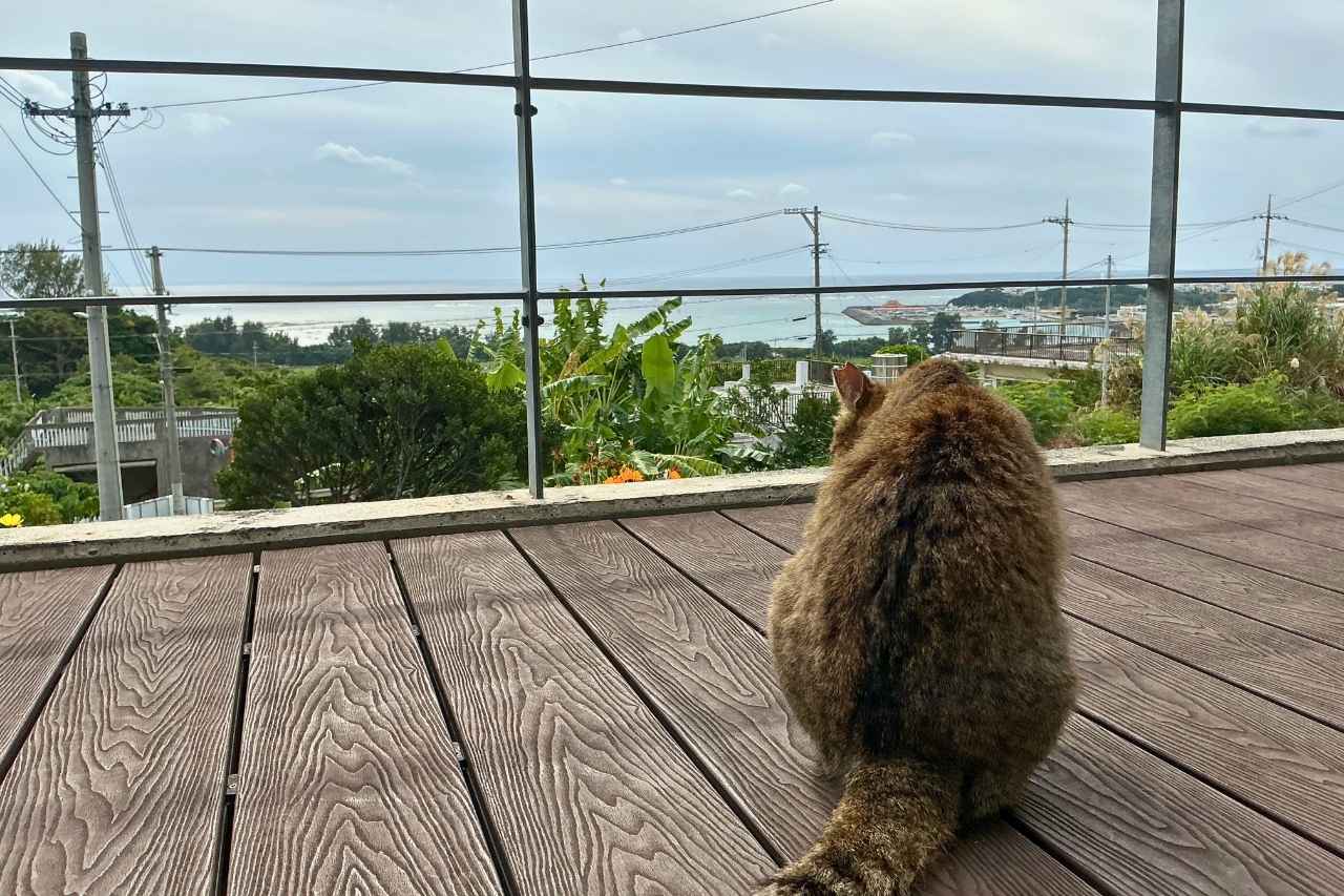 沖縄県民が愛する伝統菓子ポーポー！出来立てのおいしさと店主の温かい笑顔に包まれる「小さなキッチンRepos（ルポ）」（南城市）