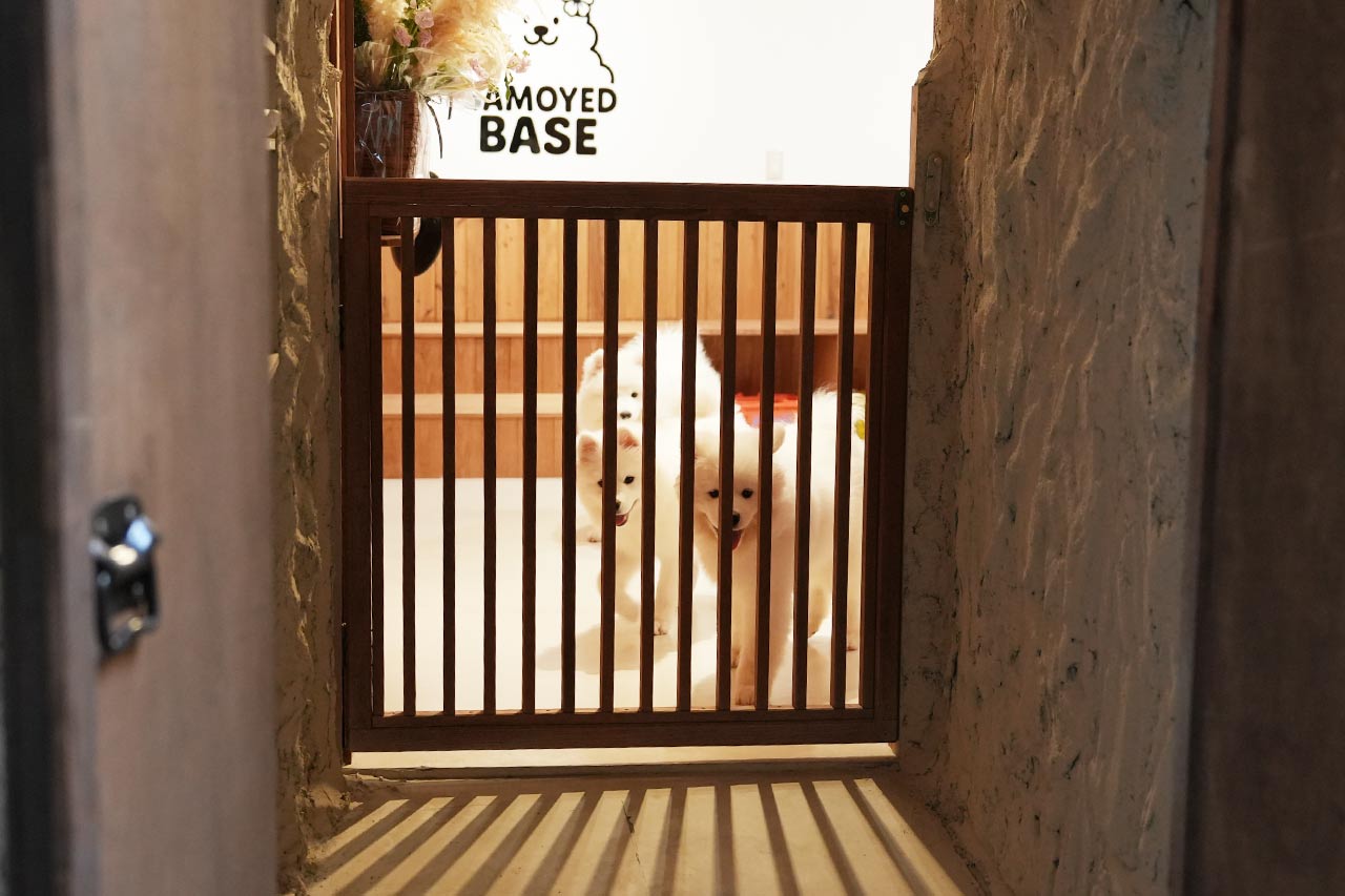 沖縄に3匹の天使が降臨！サモエド3姉妹とたっぷり遊んで癒やされる！究極のモフモフ体験『SAMOYED BASE（サモエドベース）』グランドオープン！