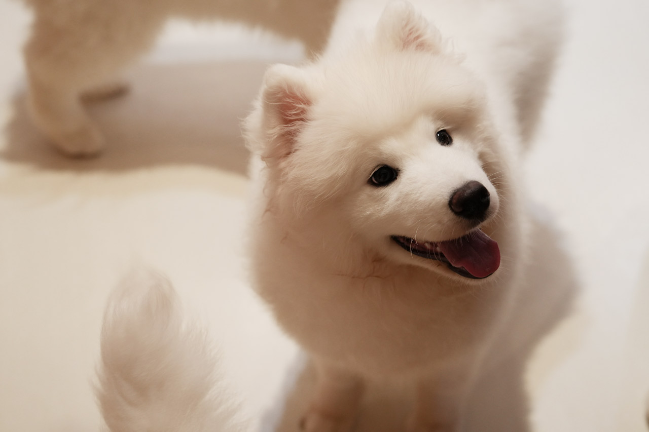 沖縄に3匹の天使が降臨！サモエド3姉妹とたっぷり遊んで癒やされる！究極のモフモフ体験『SAMOYED BASE（サモエドベース）』グランドオープン！