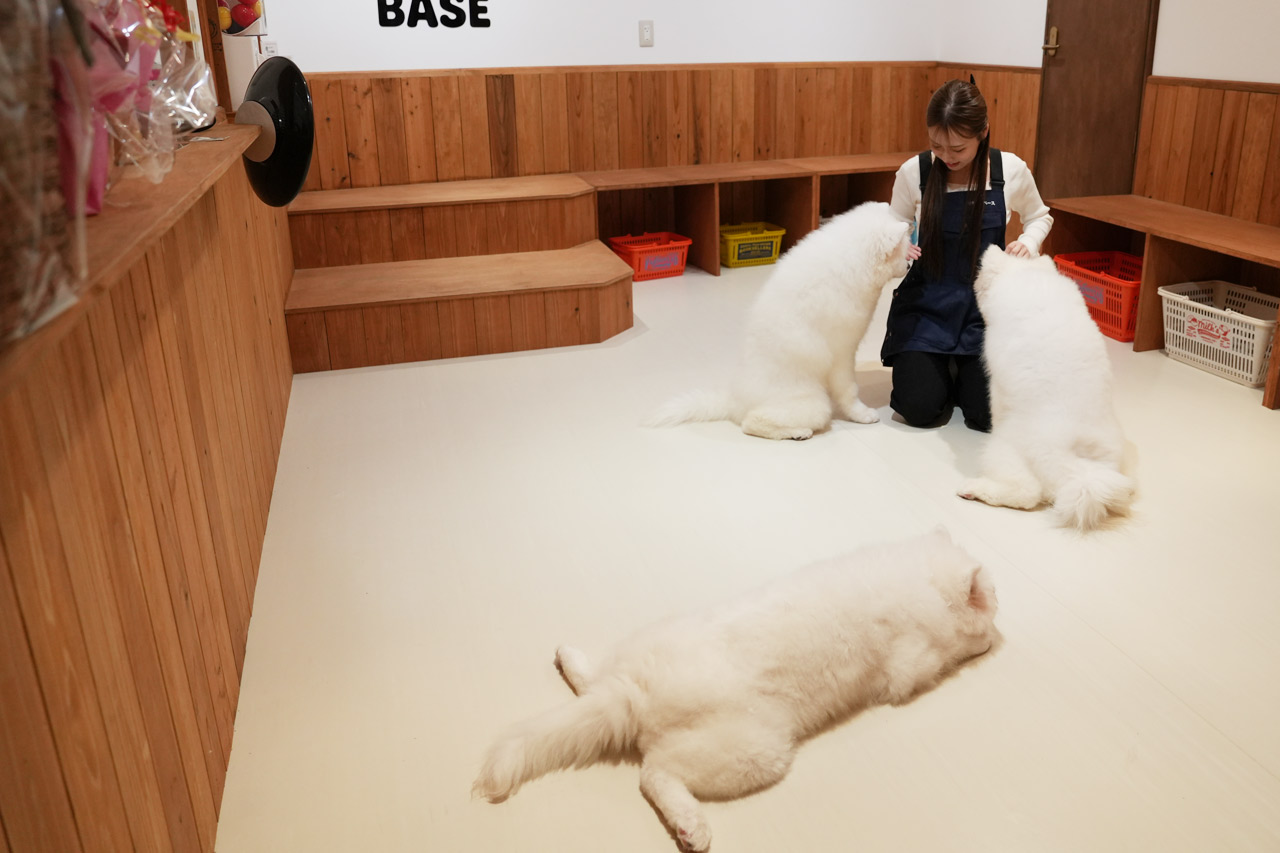 沖縄に3匹の天使が降臨！サモエド3姉妹とたっぷり遊んで癒やされる！究極のモフモフ体験『SAMOYED BASE（サモエドベース）』グランドオープン！