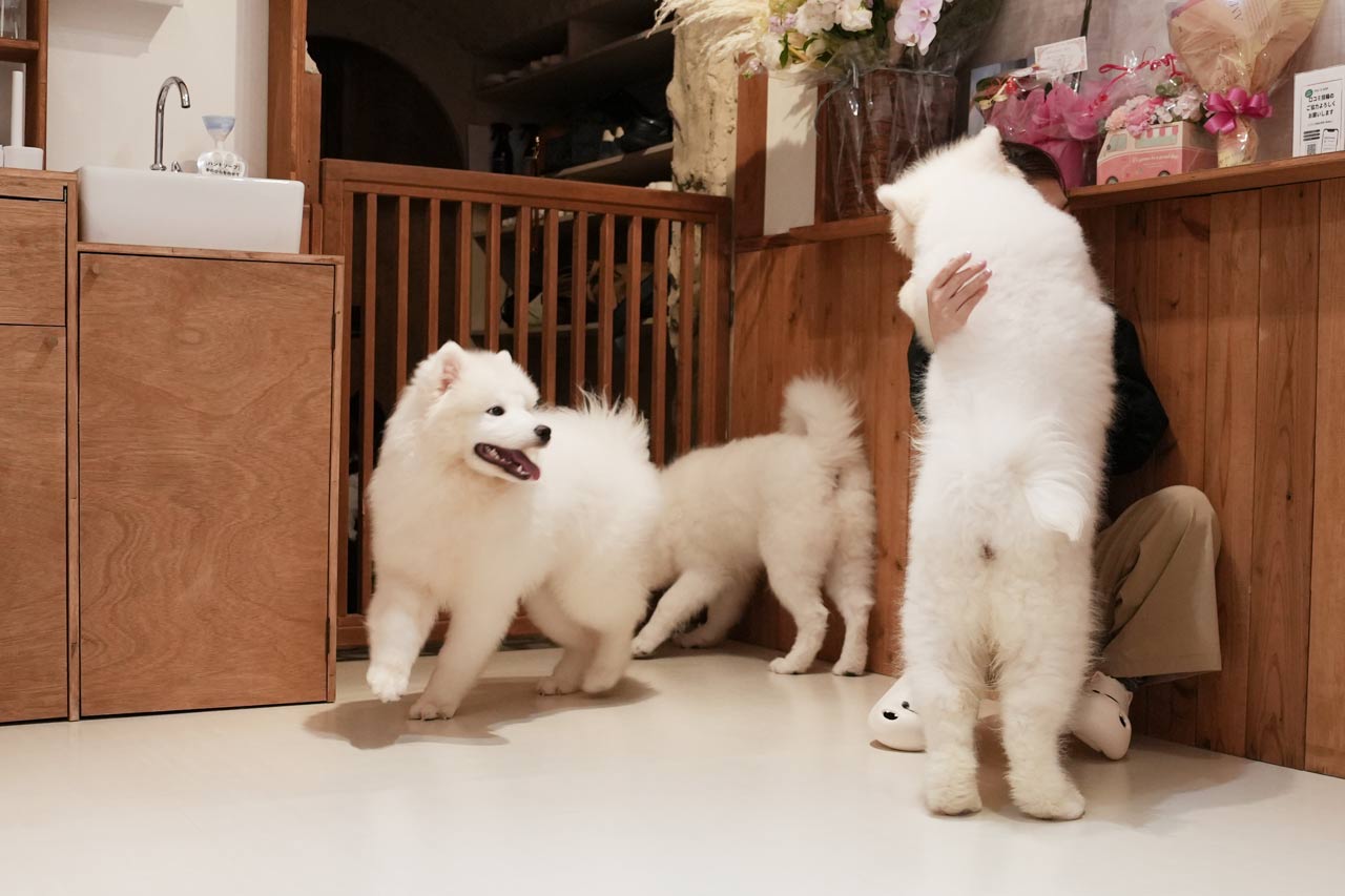 沖縄に3匹の天使が降臨！サモエド3姉妹とたっぷり遊んで癒やされる！究極のモフモフ体験『SAMOYED BASE（サモエドベース）』グランドオープン！