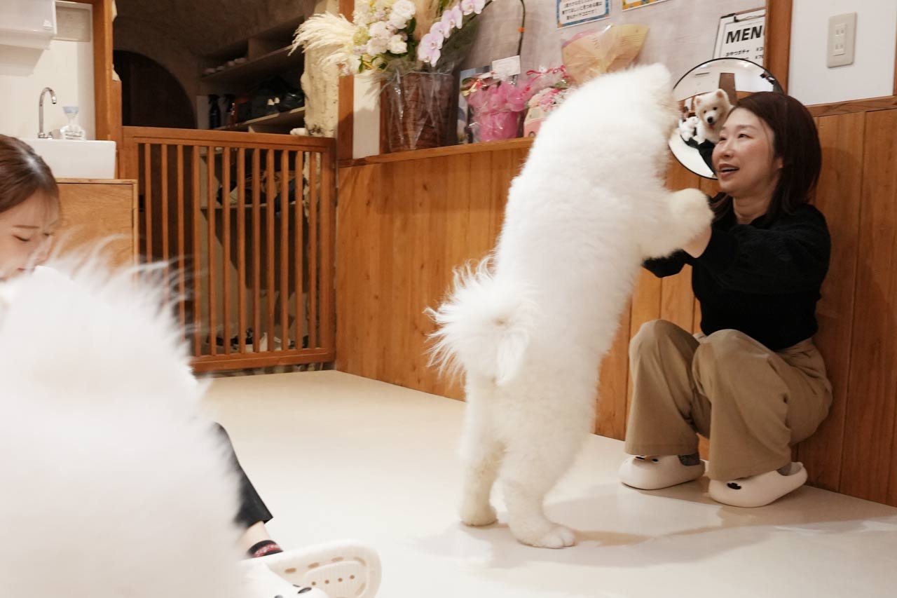 沖縄に3匹の天使が降臨！サモエド3姉妹とたっぷり遊んで癒やされる！究極のモフモフ体験『SAMOYED BASE（サモエドベース）』グランドオープン！