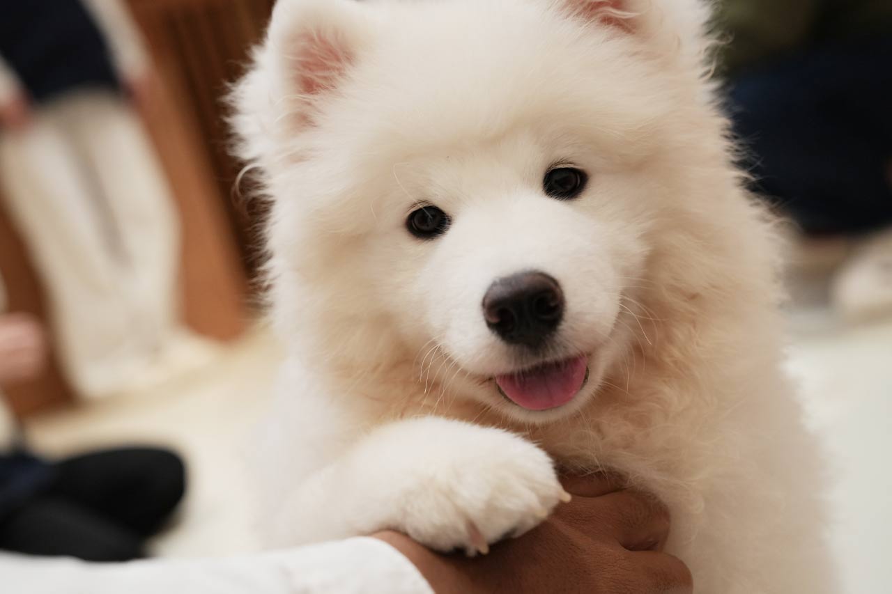 沖縄に3匹の天使が降臨！サモエド3姉妹とたっぷり遊んで癒やされる！究極のモフモフ体験『SAMOYED BASE（サモエドベース）』グランドオープン！