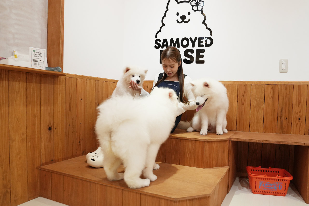 沖縄に3匹の天使が降臨！サモエド3姉妹とたっぷり遊んで癒やされる！究極のモフモフ体験『SAMOYED BASE（サモエドベース）』グランドオープン！