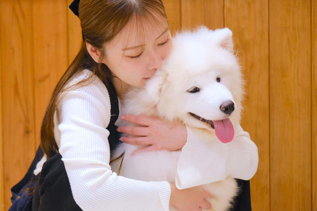 沖縄に3匹の天使が降臨！サモエド3姉妹とたっぷり遊んで癒やされる！究極のモフモフ体験『SAMOYED BASE（サモエドベース）』グランドオープン！