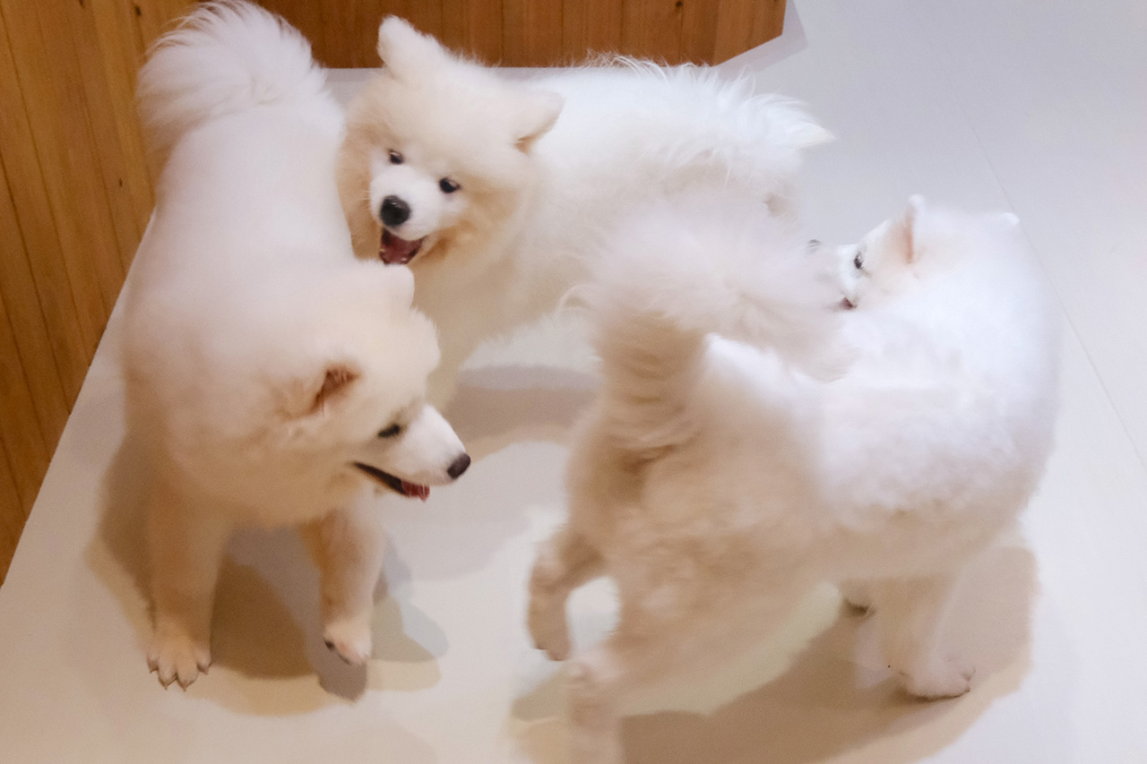 沖縄に3匹の天使が降臨！サモエド3姉妹とたっぷり遊んで癒やされる！究極のモフモフ体験『SAMOYED BASE（サモエドベース）』グランドオープン！