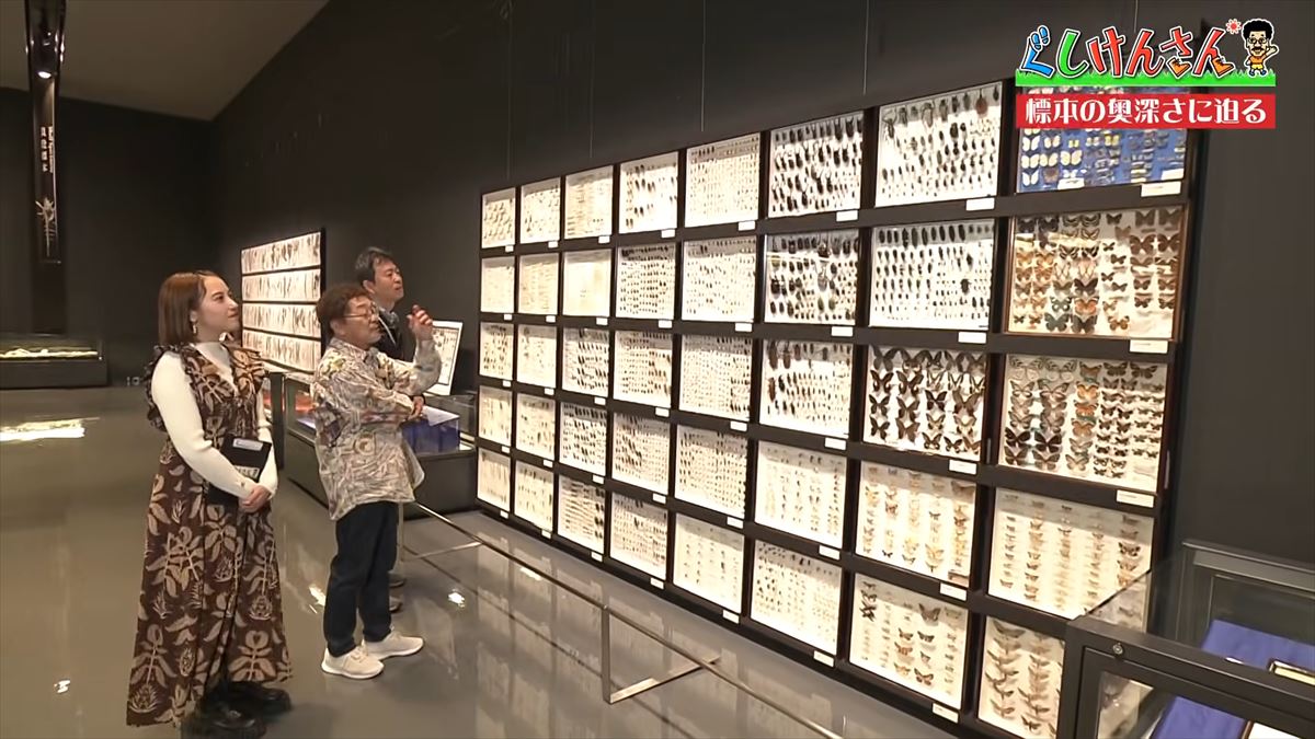 具志堅用高がソーキをホウキを間違えた！？沖縄県立博物館・美術館で標本の奥深い世界に没入【ぐしけんさん】