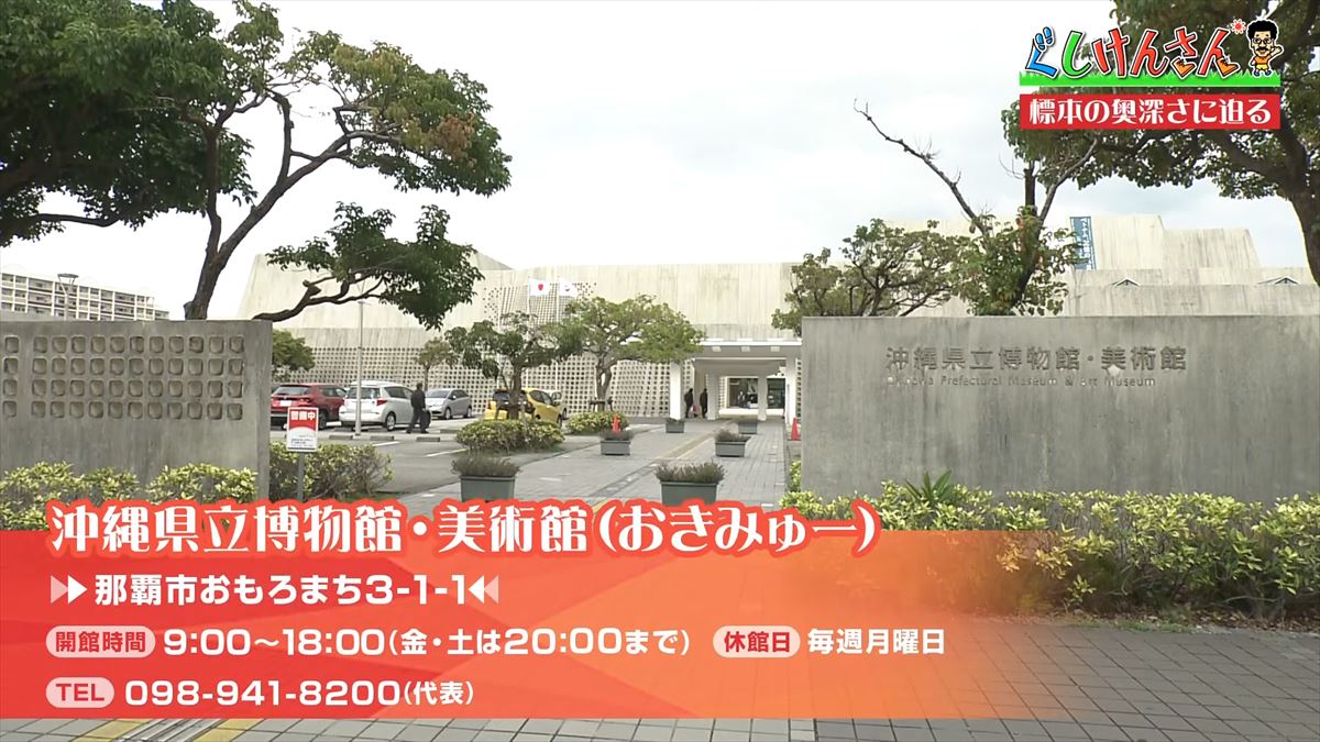 具志堅用高がソーキをホウキを間違えた！？沖縄県立博物館・美術館で標本の奥深い世界に没入【ぐしけんさん】